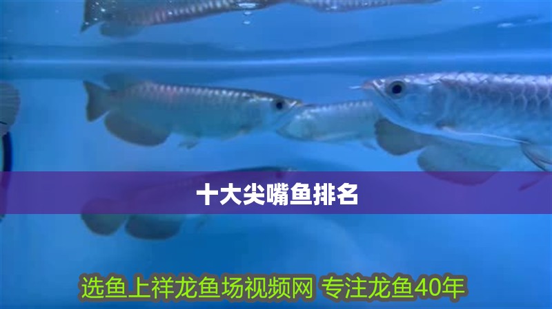 十大尖嘴魚排名