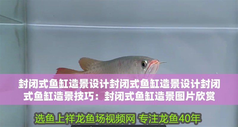 封閉式魚缸造景設計封閉式魚缸造景設計封閉式魚缸造景技巧：封閉式魚缸造景圖片欣賞