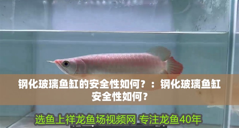 鋼化玻璃魚缸的安全性如何？：鋼化玻璃魚缸安全性如何？