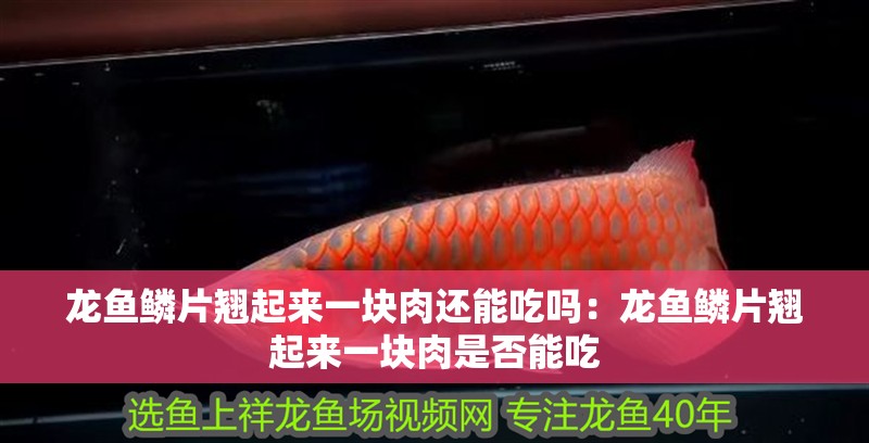 龍魚鱗片翹起來一塊肉還能吃嗎：龍魚鱗片翹起來一塊肉是否能吃