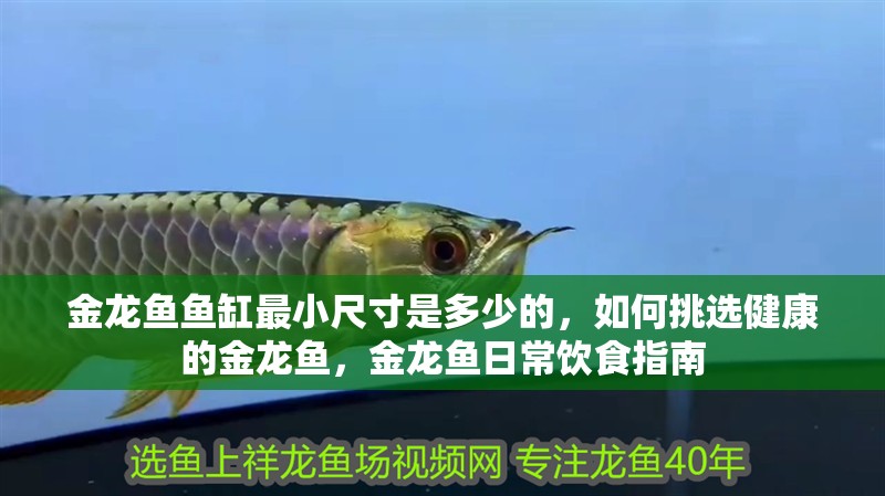 金龍魚魚缸最小尺寸是多少的，如何挑選健康的金龍魚，金龍魚日常飲食指南