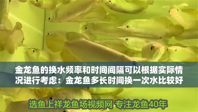 金龍魚的換水頻率和時間間隔可以根據(jù)實際情況進(jìn)行考慮：金龍魚多長時間換一次水比較好呢？
