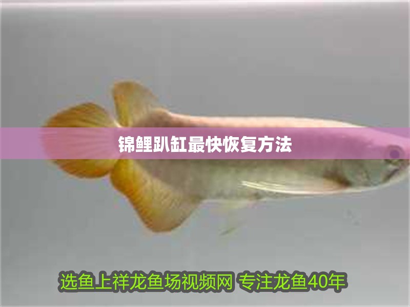 錦鯉趴缸最快恢復方法