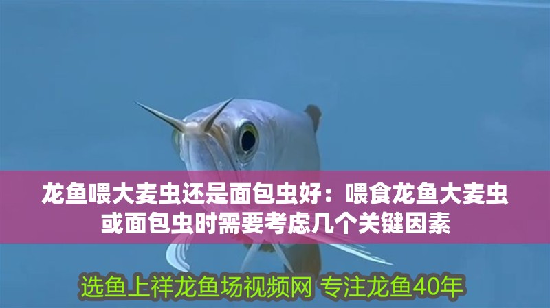 龍魚喂大麥蟲還是面包蟲好：喂食龍魚大麥蟲或面包蟲時需要考慮幾個關鍵因素