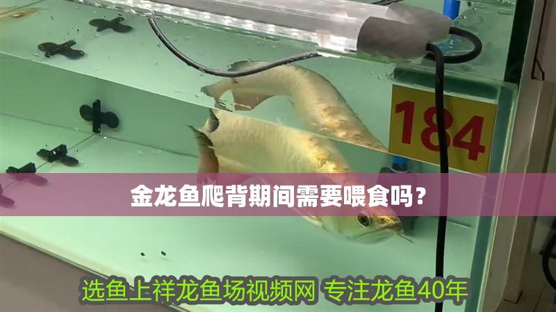 金龍魚爬背期間需要喂食嗎？