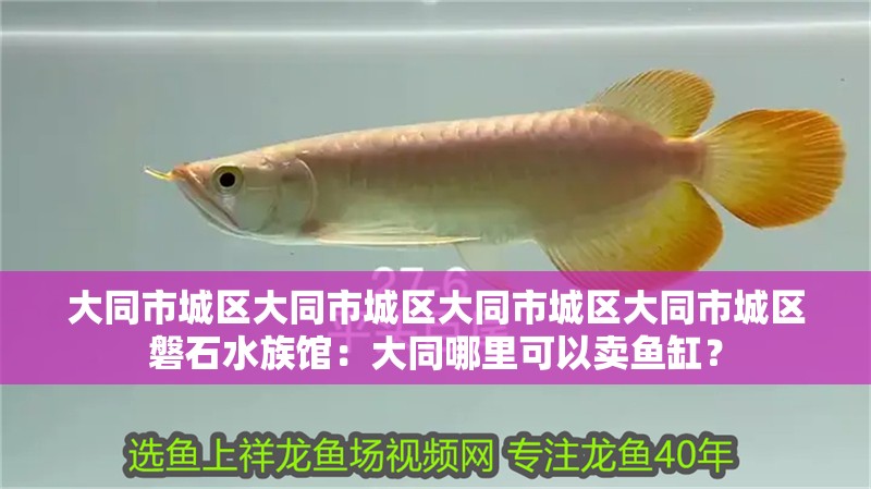 大同市城區大同市城區大同市城區大同市城區磐石水族館：大同哪里可以賣魚缸？