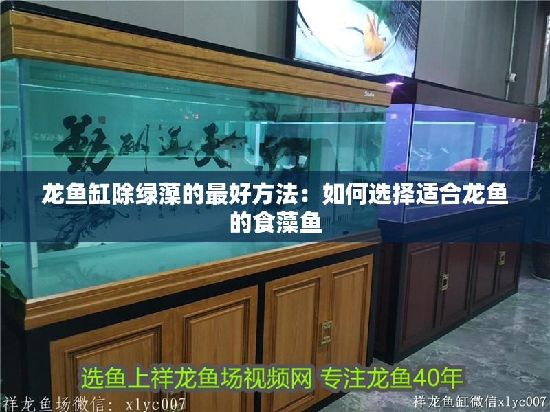 龍魚缸除綠藻的最好方法：如何選擇適合龍魚的食藻魚