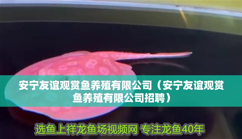 安寧友誼觀賞魚養殖有限公司（安寧友誼觀賞魚養殖有限公司招聘）