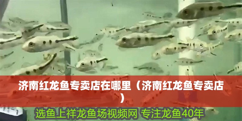 濟南紅龍魚專賣店在哪里（濟南紅龍魚專賣店）