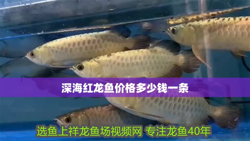 深海紅龍魚價格多少錢一條