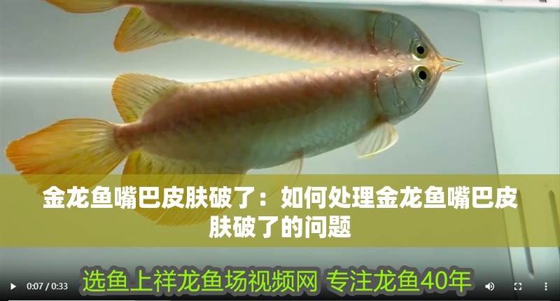 金龍魚嘴巴皮膚破了：如何處理金龍魚嘴巴皮膚破了的問題