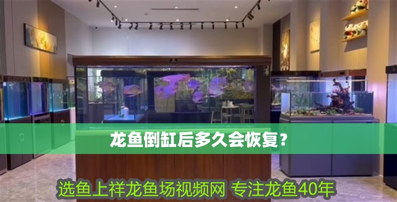 龍魚倒缸后多久會恢復(fù)？