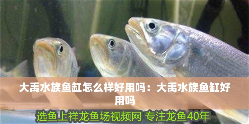 大禹水族魚缸怎么樣好用嗎：大禹水族魚缸好用嗎