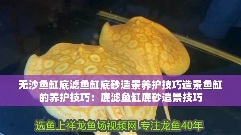 無沙魚缸底濾魚缸底砂造景養(yǎng)護技巧造景魚缸的養(yǎng)護技巧：底濾魚缸底砂造景技巧