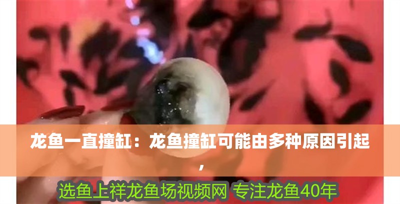 龍魚一直撞缸：龍魚撞缸可能由多種原因引起，