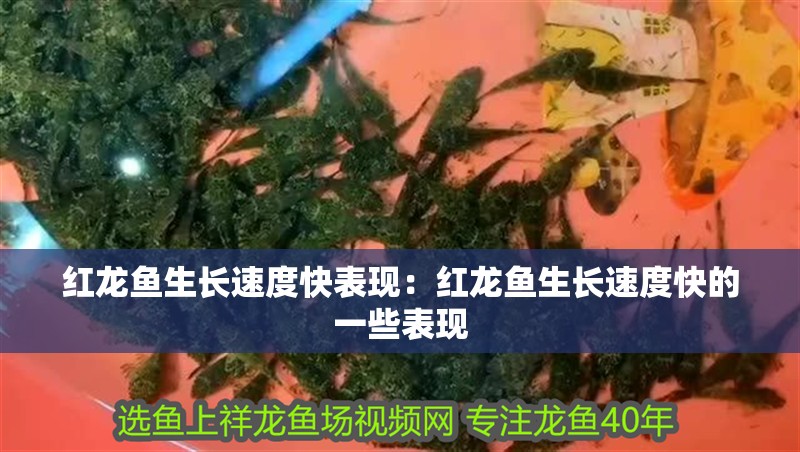 紅龍魚生長速度快表現：紅龍魚生長速度快的一些表現