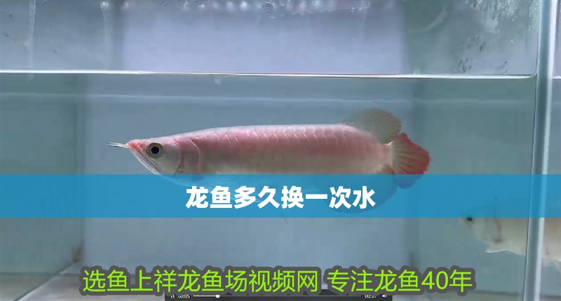 龍魚多久換一次水