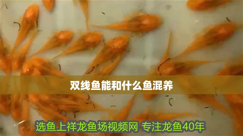雙線魚能和什么魚混養(yǎng)