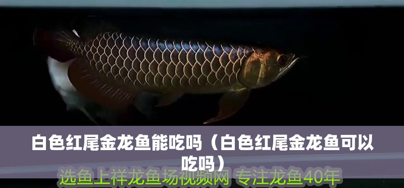 白色紅尾金龍魚能吃嗎（白色紅尾金龍魚可以吃嗎）