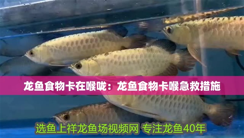 龍魚食物卡在喉嚨：龍魚食物卡喉急救措施