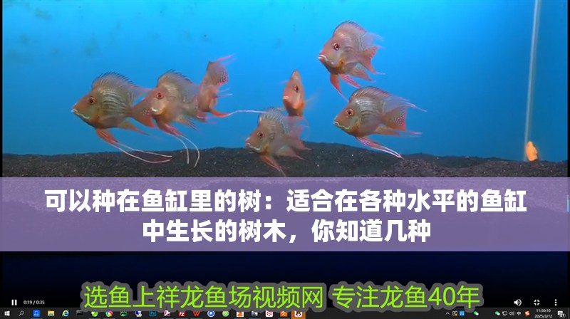 可以種在魚(yú)缸里的樹(shù)：適合在各種水平的魚(yú)缸中生長(zhǎng)的樹(shù)木，你知道幾種