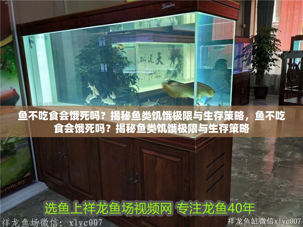 魚不吃食會餓死嗎？揭秘魚類饑餓極限與生存策略，魚不吃食會餓死嗎？揭秘魚類饑餓極限與生存策略