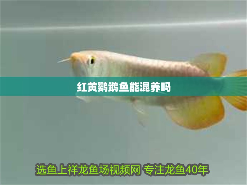 紅黃鸚鵡魚能混養(yǎng)嗎