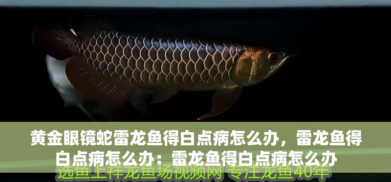 黃金眼鏡蛇雷龍魚得白點病怎么辦，雷龍魚得白點病怎么辦：雷龍魚得白點病怎么辦