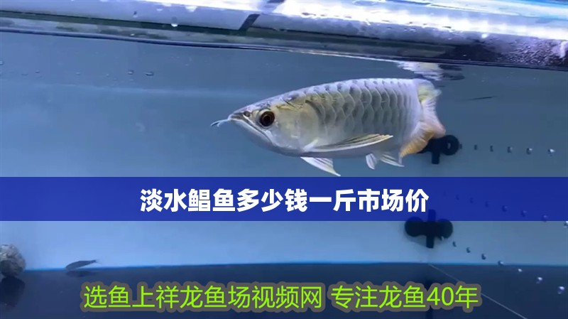 淡水鯧魚多少錢一斤市場價
