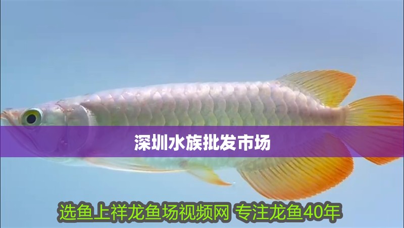 深圳水族批發(fā)市場 深圳水族批發(fā)市場 龍魚論壇