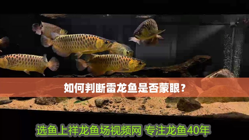 如何判斷雷龍魚是否蒙眼？
