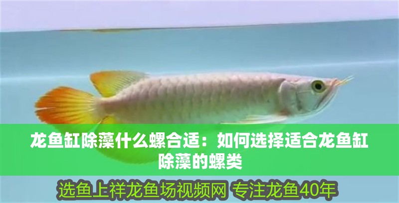 龍魚缸除藻什么螺合適：如何選擇適合龍魚缸除藻的螺類