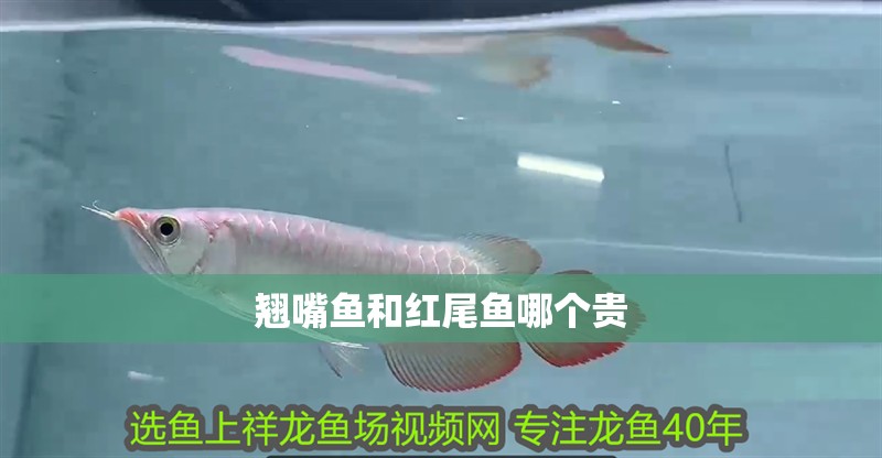 翹嘴魚和紅尾魚哪個貴