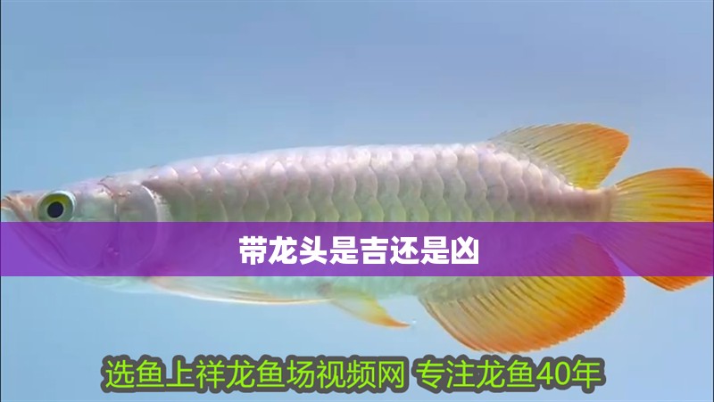 鸚鵡魚和銀龍魚混養(yǎng)怎樣喂食 帶龍頭是吉還是兇 龍魚論壇 帶龍頭是吉還是兇 帶龍頭是吉還是兇 龍魚論壇