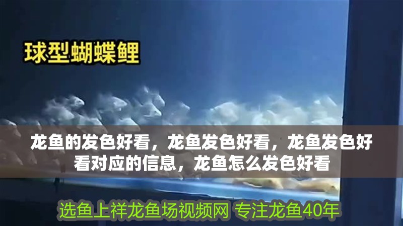 龍魚的發色好看，龍魚發色好看，龍魚發色好看對應的信息，龍魚怎么發色好看
