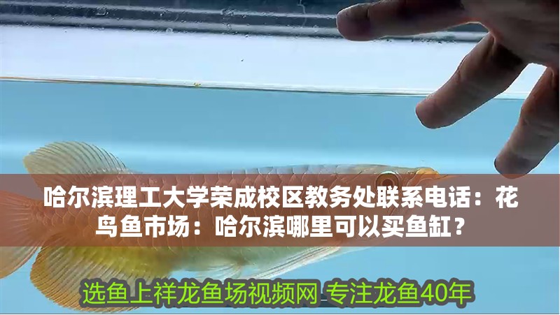 哈爾濱理工大學榮成校區教務處聯系電話：花鳥魚市場：哈爾濱哪里可以買魚缸？