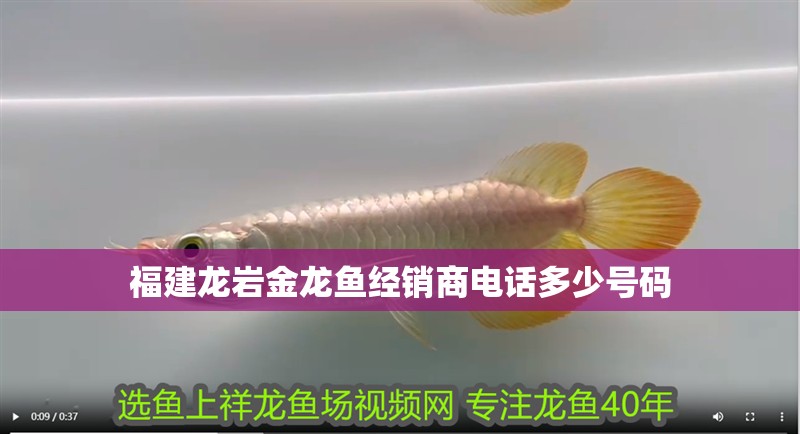 福建龍巖金龍魚經銷商電話多少號碼