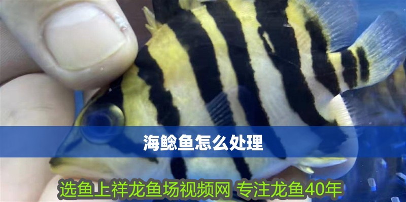 海鯰魚(yú)怎么處理