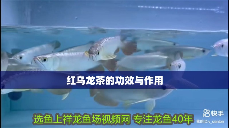 紅烏龍茶的功效與作用