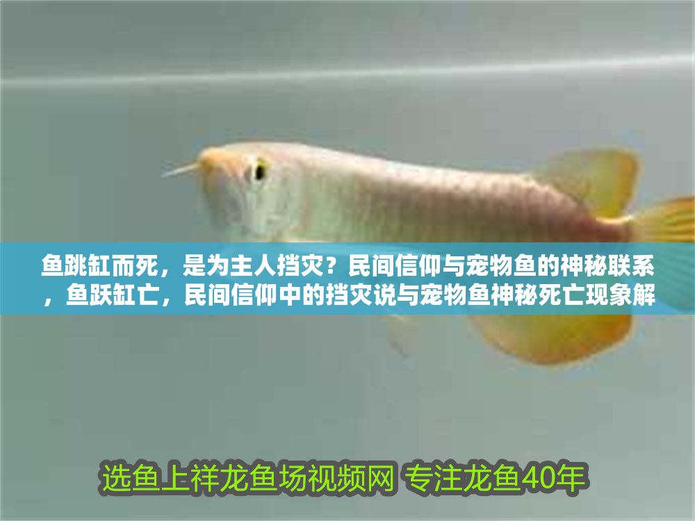 魚跳缸而死，是為主人擋災？民間信仰與寵物魚的神秘聯系，魚躍缸亡，民間信仰中的擋災說與寵物魚神秘死亡現象解析