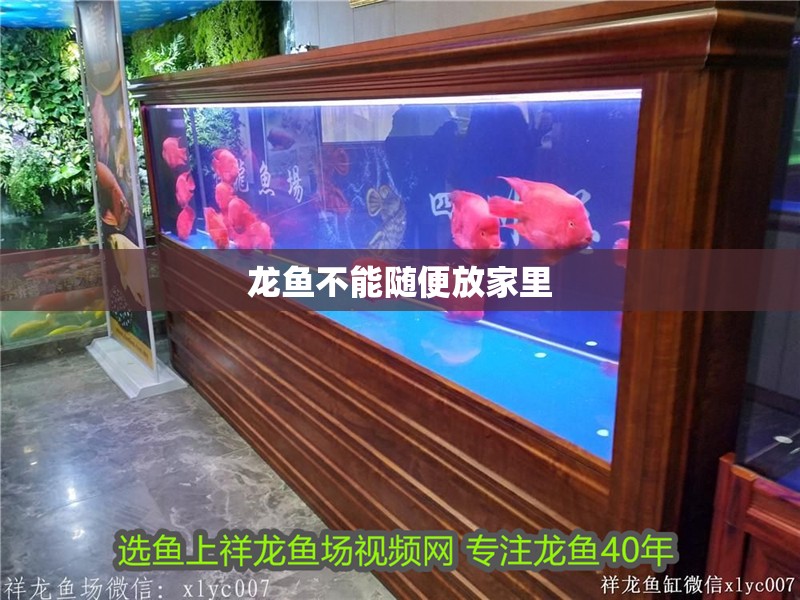 龍魚不能隨便放家里