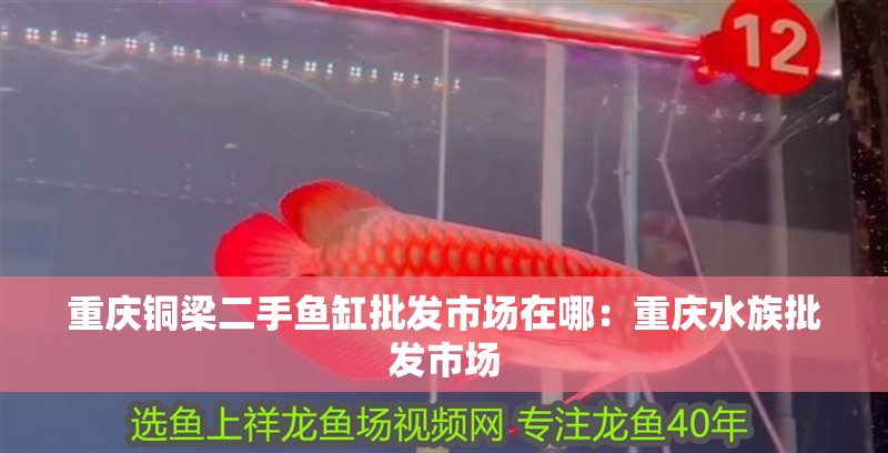 重慶銅梁二手魚缸批發市場在哪：重慶水族批發市場
