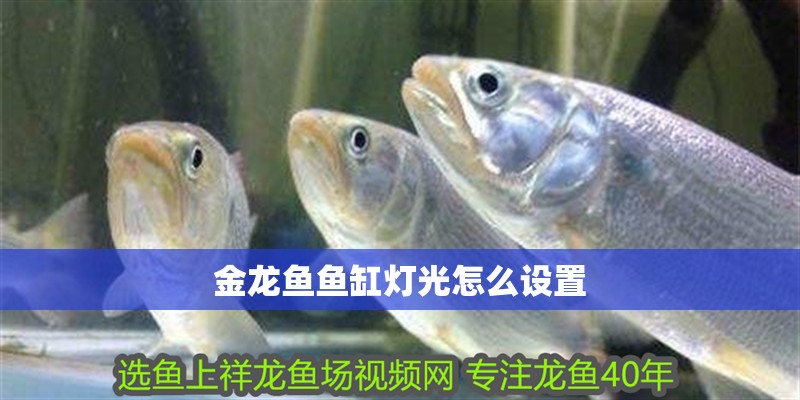 金龍魚魚缸燈光怎么設置
