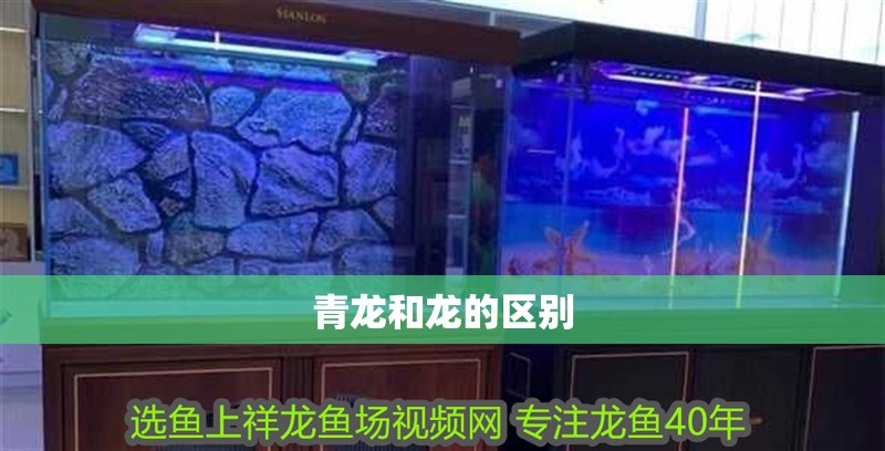 青龍和龍的區別
