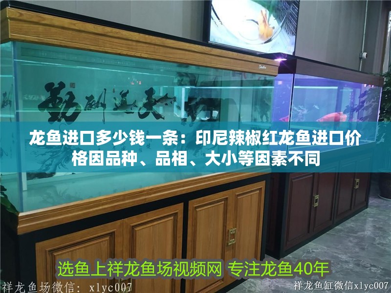 龍魚進口多少錢一條:印尼辣椒紅龍魚進口價格因品種、品相、大小等因素不同