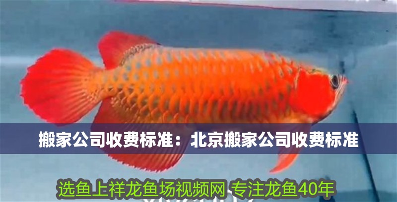 魚缸用增氧泵價格是多少:魚缸增氧機-xtrac增氧機-xtrac增氧機 搬家公司收費標準:北京搬家公司收費標準 魚缸百科 搬家公司收費標準:北京搬家公司收費標準 搬家公司收費標準:北京搬家公司收費標準 魚缸百科
