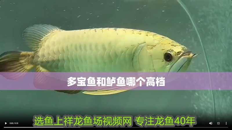 龍魚干蝦有營養嗎 多寶魚和鱸魚哪個高檔 龍魚論壇 多寶魚和鱸魚哪個高檔 多寶魚和鱸魚哪個高檔 龍魚論壇