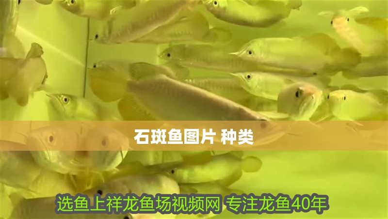 石斑魚圖片 種類