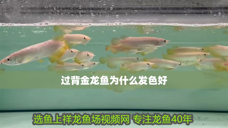 過背金龍魚為什么發色好
