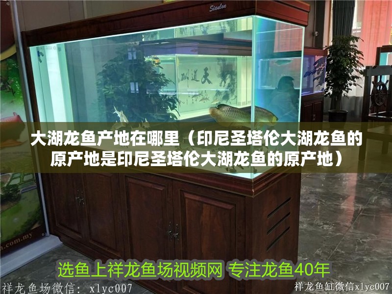 大湖龍魚產地在哪里（印尼圣塔倫大湖龍魚的原產地是印尼圣塔倫大湖龍魚的原產地）